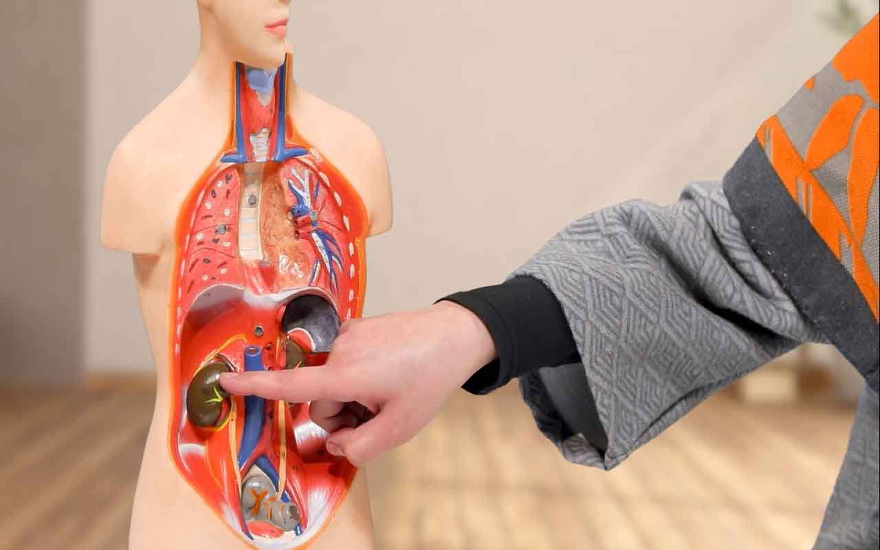 دستگاه دفع ادرار