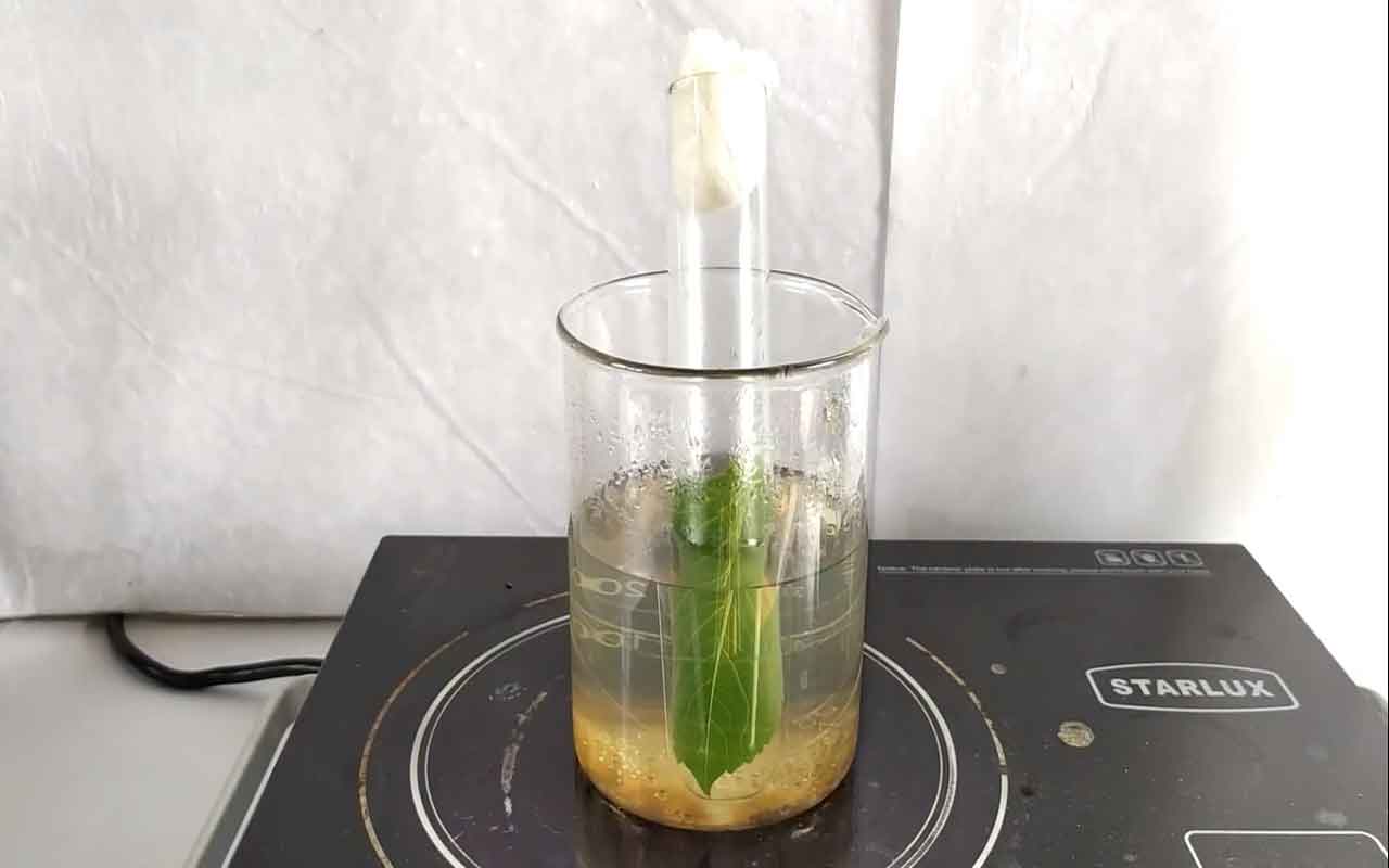 شگفتی برگ