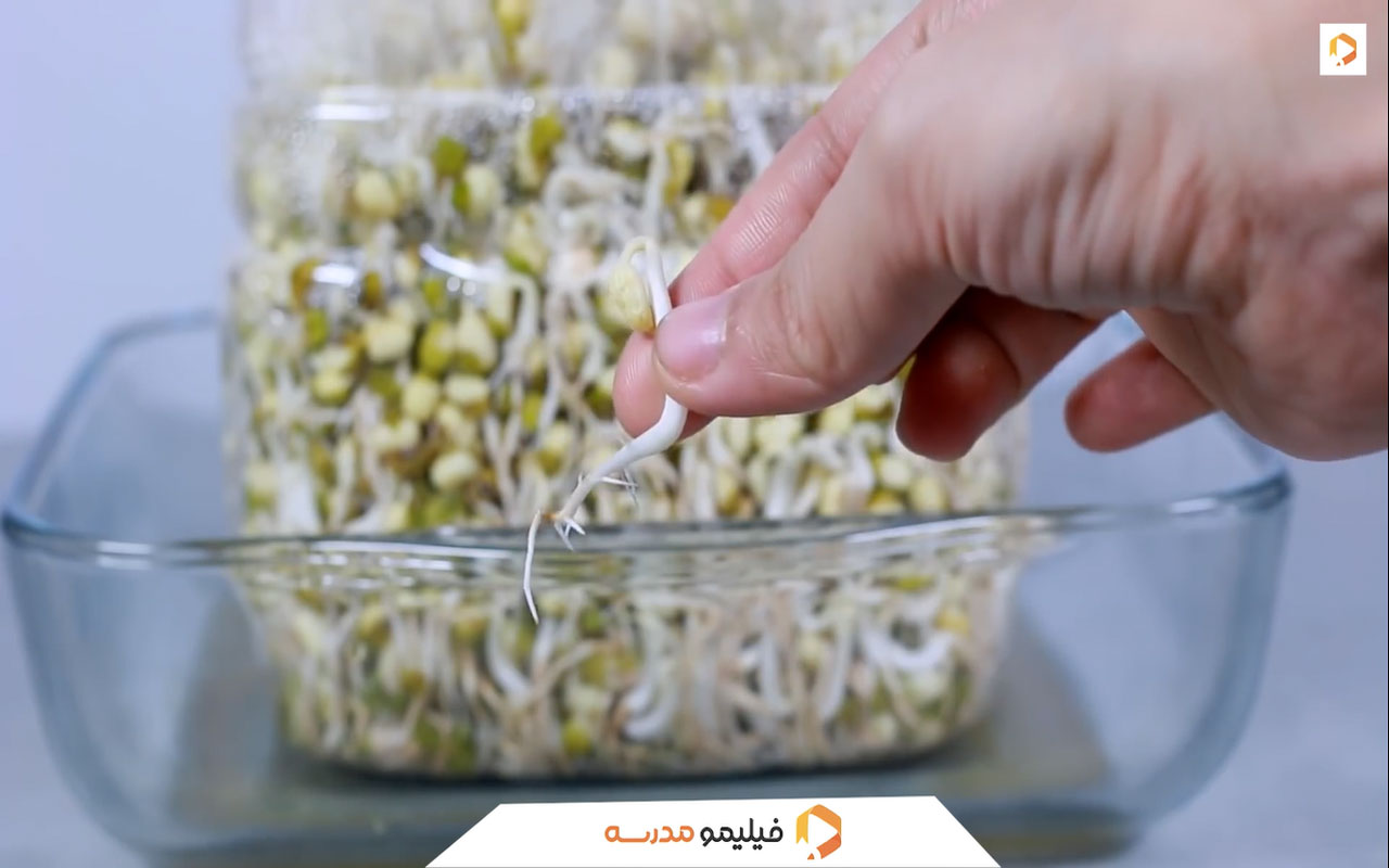 آزمایش گیاهی