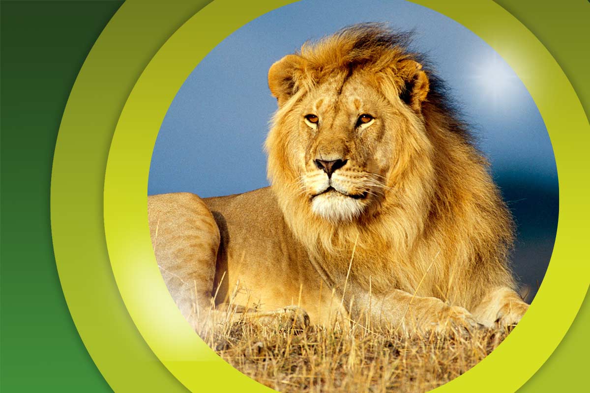 شیر آفریقایی