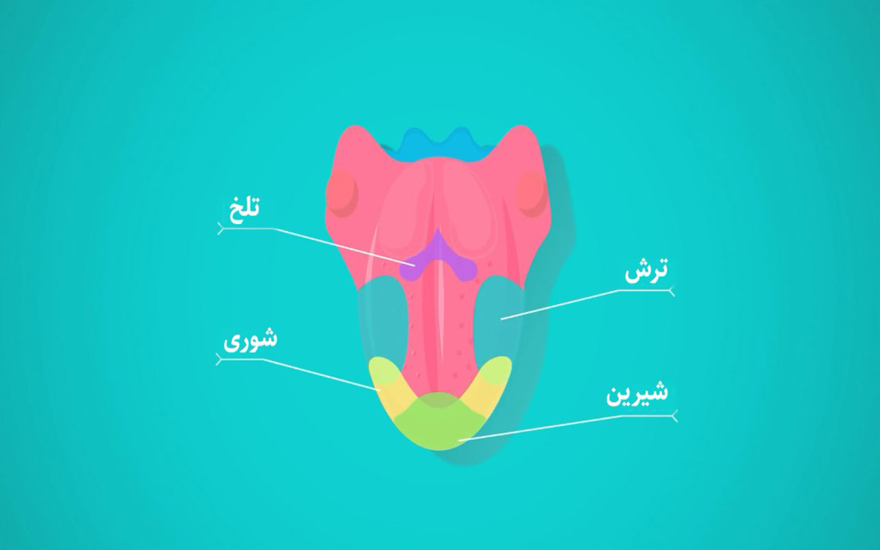 بویایی و چشایی