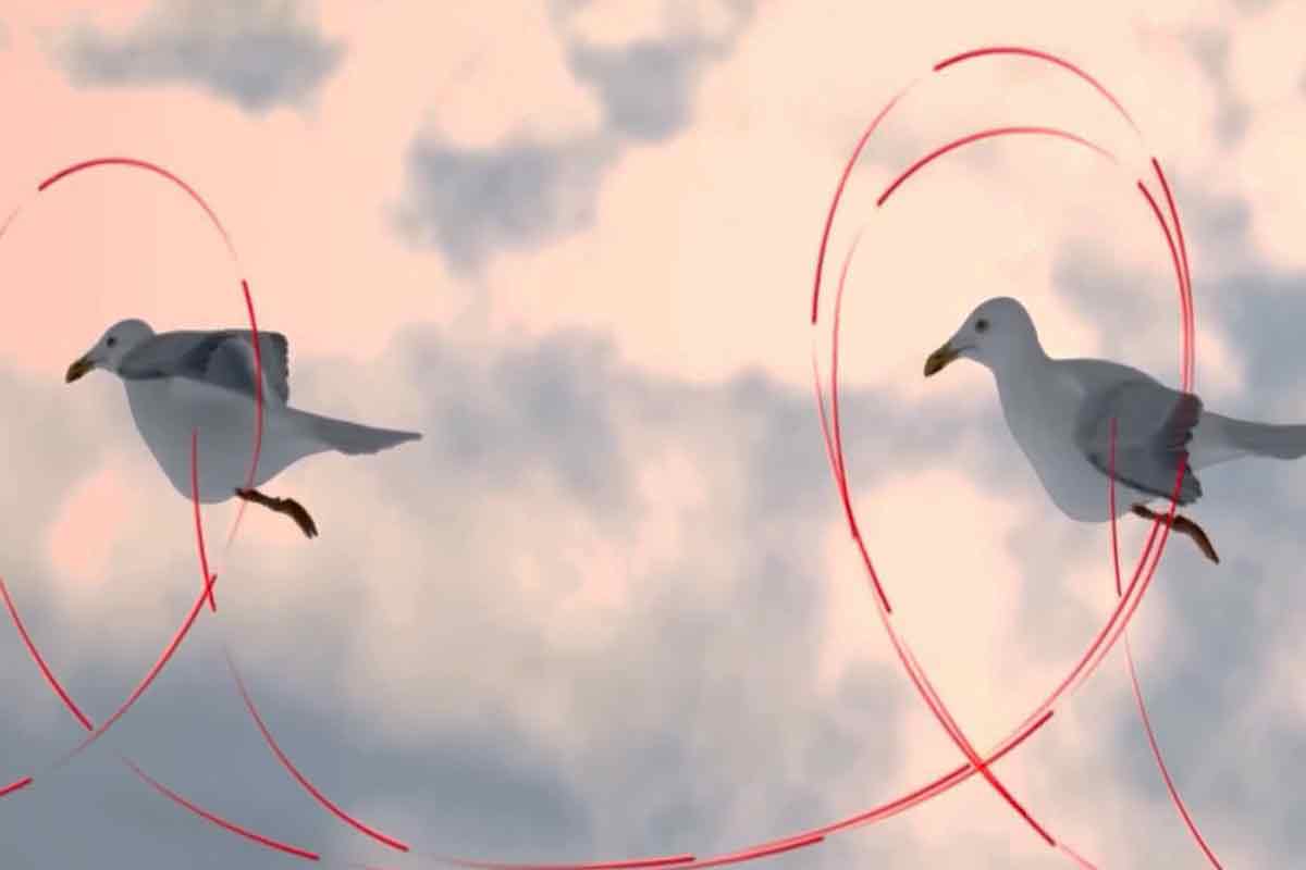 چرا پرنده ها به شکل عدد ۷ پرواز می‌کنند؟